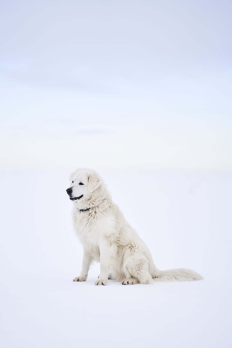 cat, husky, pet, canine, coat, wolf, nature, mammal, red wolf, wildlife, one animal, collie, eskimo dog, winter, cold temperature, polar bear, fox, manx