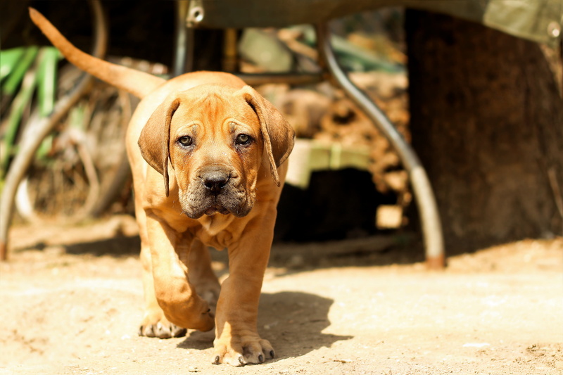 boerboel, day, one animal, nature, beast, puppy, no people, sunlight, sunny, outdoors, shallow, brown, peanut bulldog, domestic, looking at camera, mammal