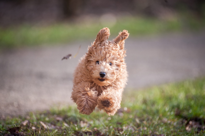vertebrate, jumping, field, brown, one animal, animal, bush, bird, golden retriever, mammal, poodle, vegetation, grass, fox, pets, grasses, wildlife, land