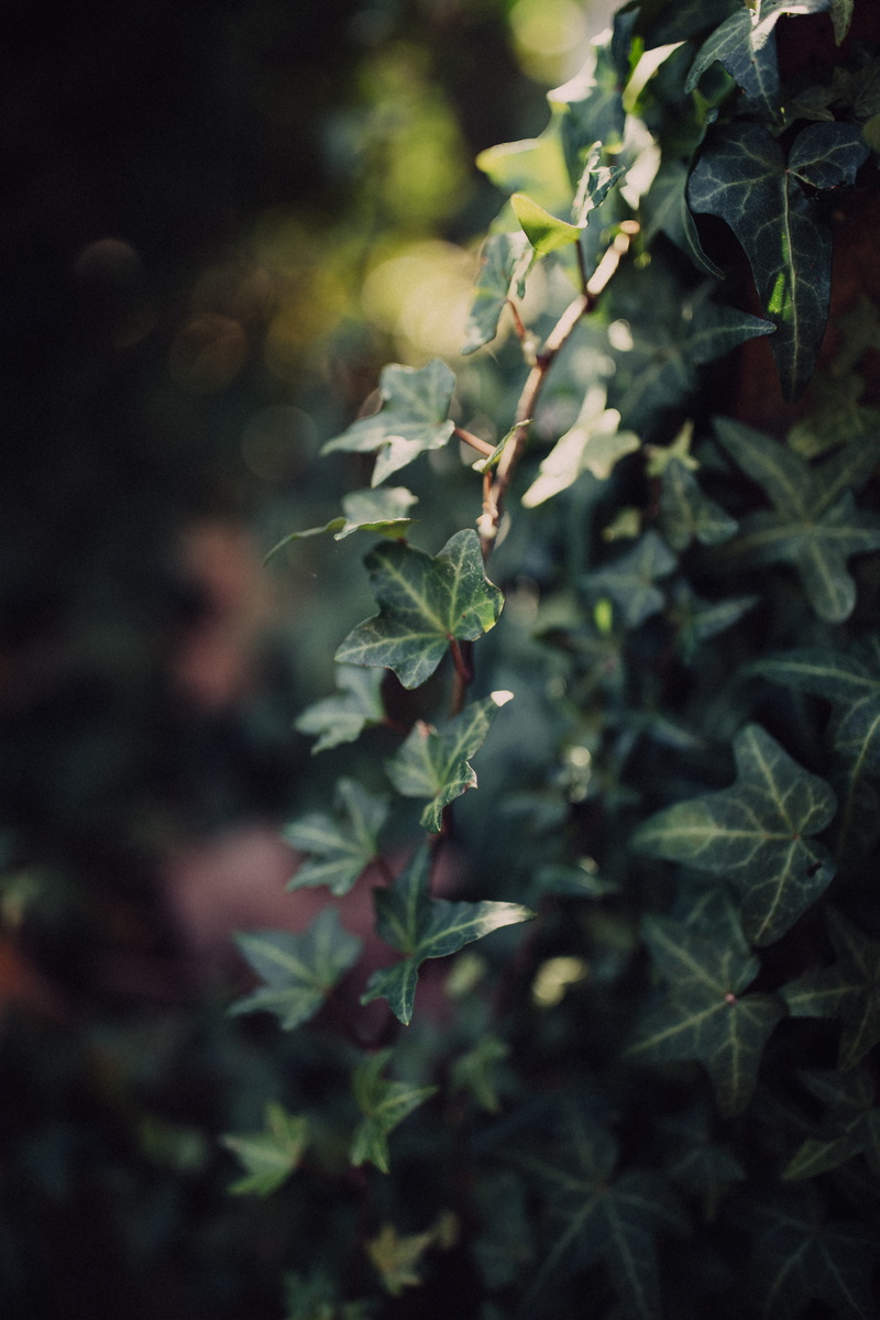 freshness, vulnerability, plant stem, growth, plants, bokeh, leaf, light, vines, green, tranquility, plant, fragility, life, nature, ivy, plant part