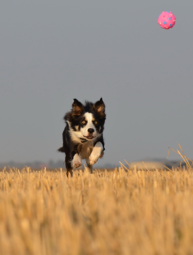 sky, mammal, canine, summer, running, nature, running dog, ball, ball hunting, one animal, day, portrait, field, animal themes, domestic, dog with ball