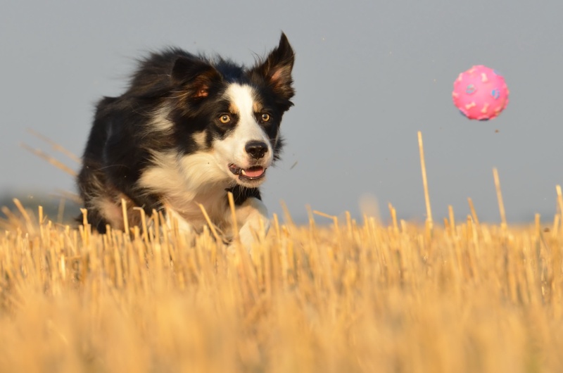 ball junkie, dog, collie, plant, no people, adult, domestic, land, 2K, running dog, looking away, animal, growth, domestic animals, summer, mammal, british sheepdog