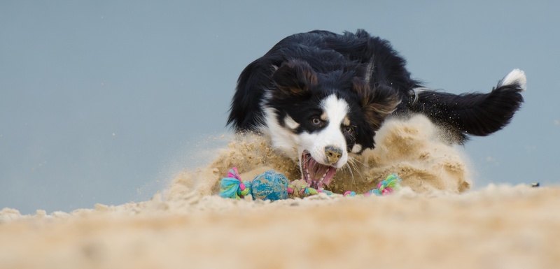 no people, border Collie, sheepdog, pets, mammal, nature, dog, canine, 4K, border, black, adult, cute, outdoors, selective focus, ball junkie, one animal