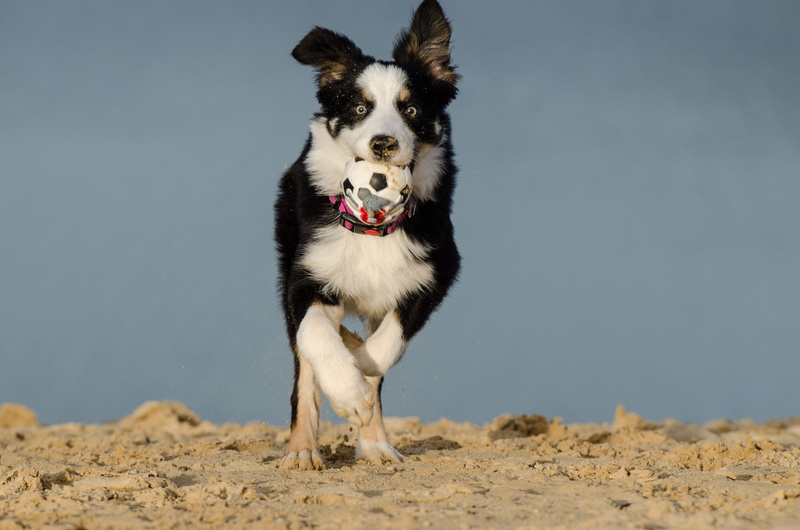 focus, ball junkie, puppy, sunlight, canine, cute, motion, animal themes, outdoors, pets, beach, 4K, animal mouth, photo, collie, apport, no people, black