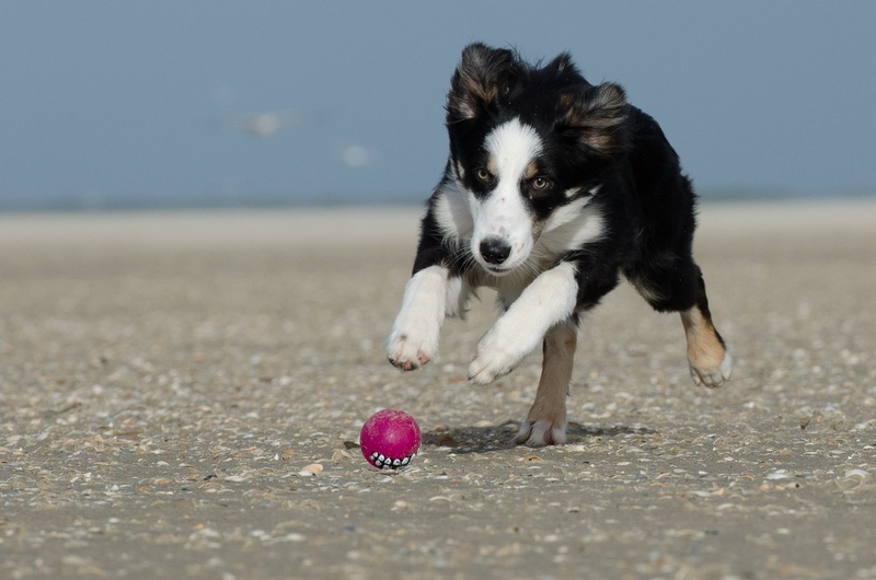 border collie, domestic animals, brown, sky, sand, canine, ball, australian, black, animal themes, water, british sheepdog, domestic, no people, beach