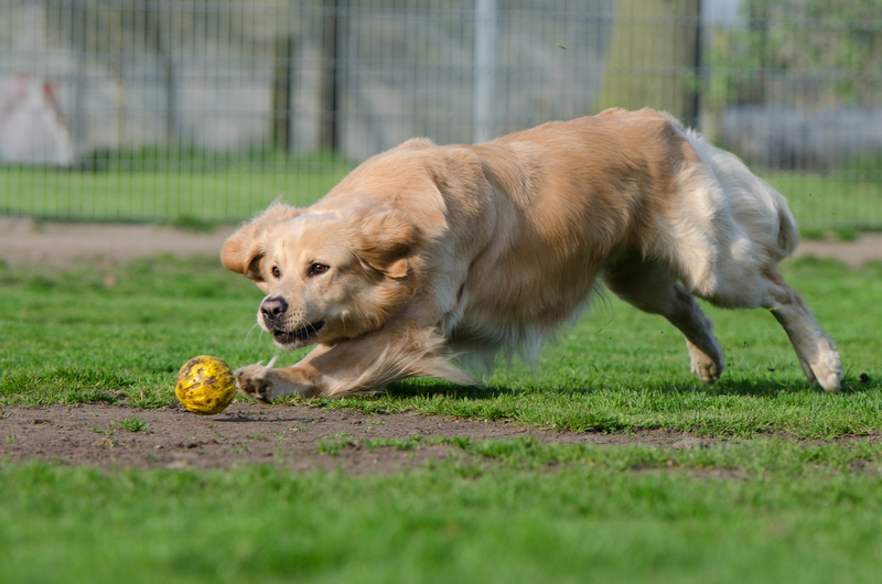 motion, running dog, grass, food and drink, golden retriever, dog, 4K, ball junkie, food, summer, animal themes, sport, one animal, pets, outdoors, mammal