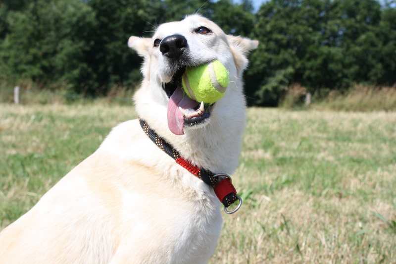 blanca, focus on foreground, ball, one animal, animal themes, pets, dog, animal mouth, vertebrate, dog with ball, domestic, plant, pet, pet collar, field
