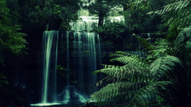 green, green color, foliage, rainforest, grass, long exposure, scenics - nature, bamboo - plant, plant, flowing, waterfall, yellow, no people, forest, flowing water