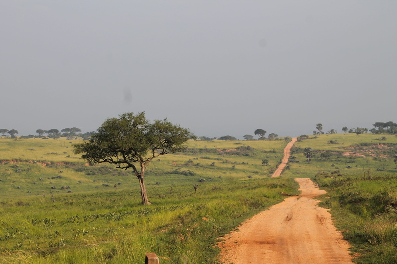 green color, environment, land, scenics - nature, trees, landscape, the way forward, beauty in nature, tranquility, uganda, field, non-urban scene, no people