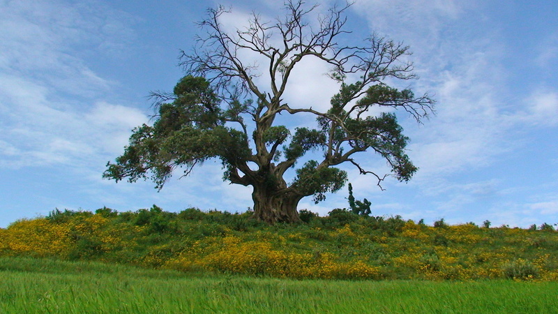 environment, countryside, big tree, day, 2K, beauty in nature, scenery, wood, outdoors, growth, cloud - sky, tranquil scene, tranquility, landscape, plant
