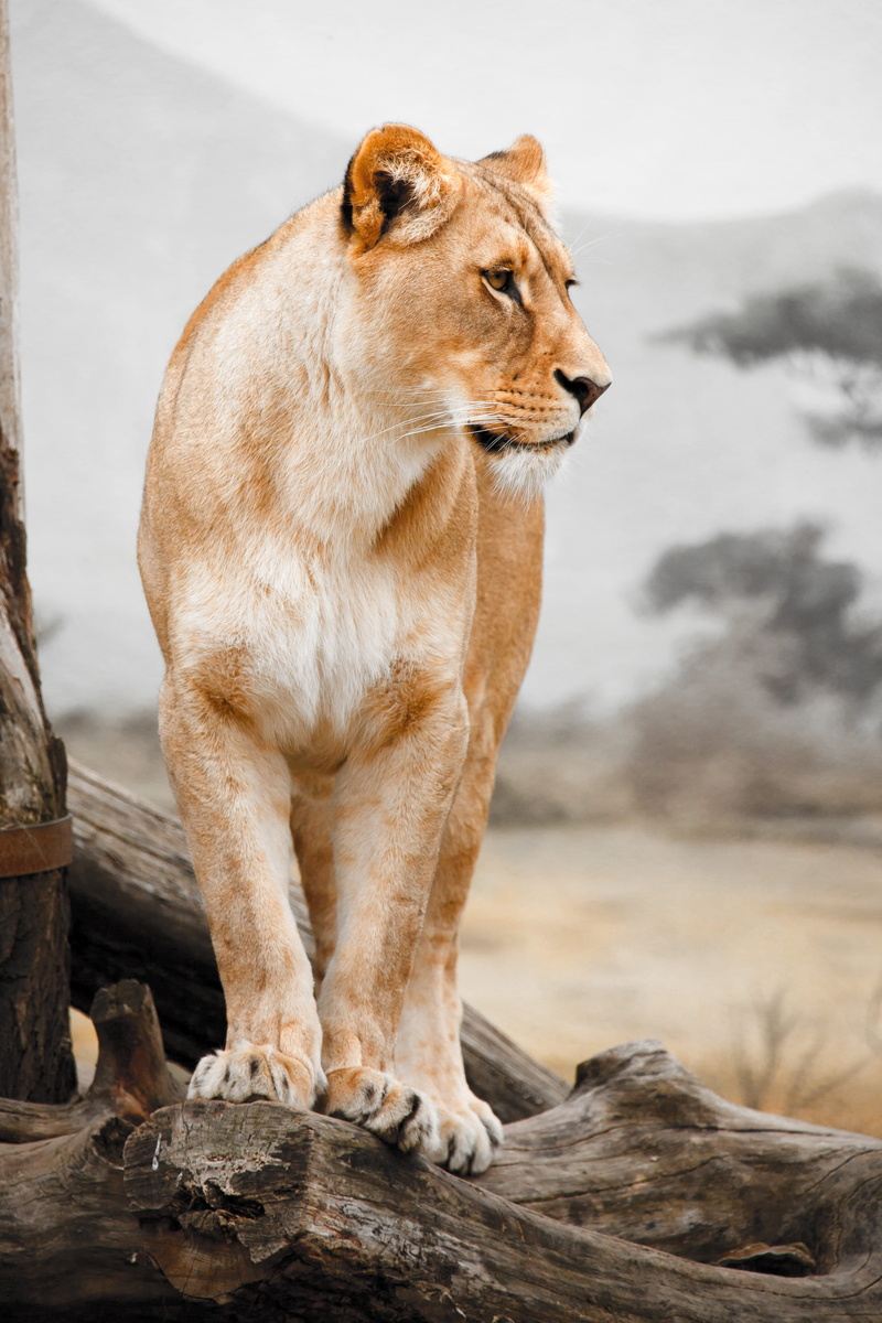 lion - Feline, predator, animal wildlife, one animal, looking, cat, vertebrate, africa, safari Animals, branch, hunter, animal, pets, focus, focus on foreground