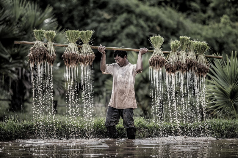 farmer, gardening, men, agriculture, adult, rice, standing, 720P, occupation, farmers, land, nature, holding, casual clothing, outdoors, three quarter length