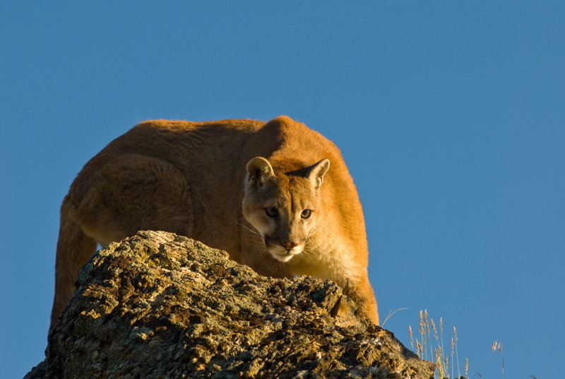 animal, crouching, photography, mountain lion, wild, puma, wildlife, solid, survival, feline, nature, animal themes, gray, staring, stalking, cougar, vertebrate