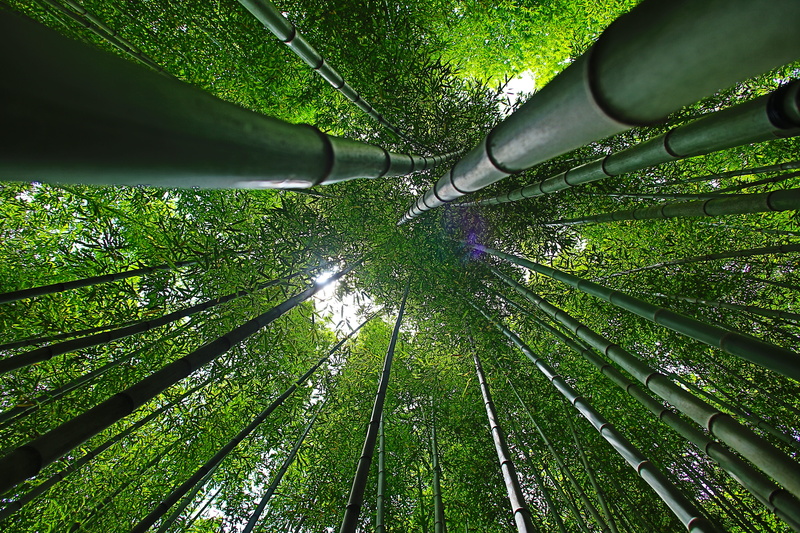 land, forest, water, bamboo, bottom, beauty in nature, 5K, outdoors, tranquil scene, no people, nature, break, grass, korea, damyang, day, green color
