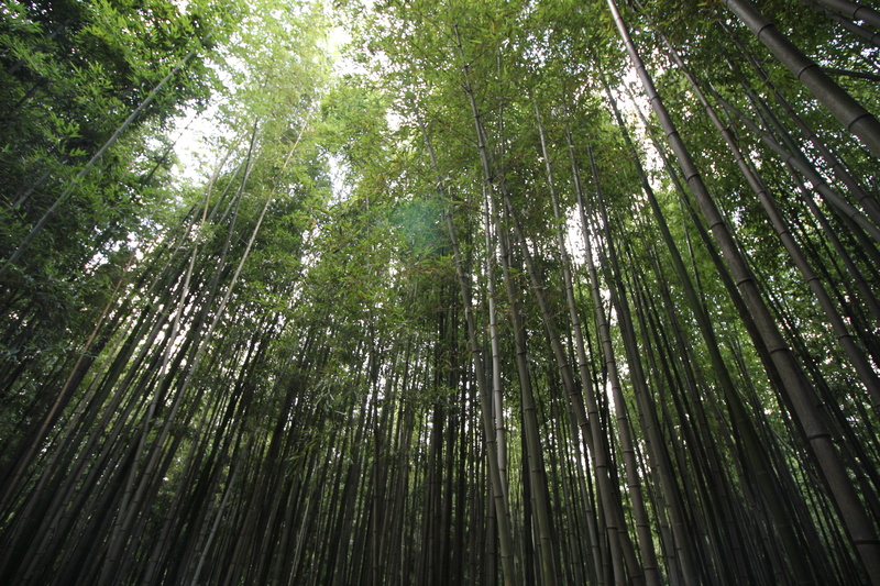 leaf, beauty in nature, tropical Climate, no People, tree, summer, bamboo, outdoors, tranquility, nature, woodland, korea, low angle view, full frame, tall - high