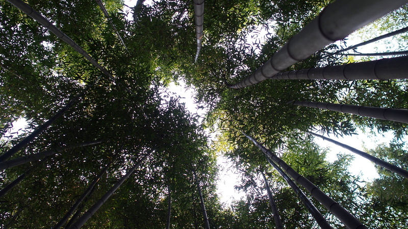 4K, tree trunk, bamboo - plant, damyang, branch, plant, nature, bamboo, growth, outdoors, directly below, tree, streaming, low angle view, sunlight, trunk
