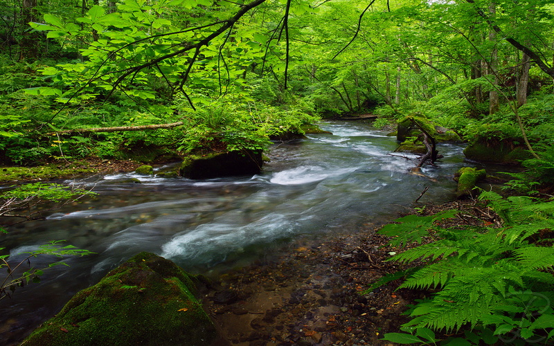 aomori, flowing water, 2K, no people, stream - flowing water, lush foliage, flowing, forest, oirase, beauty in nature, rainforest, eastern, part, foliage