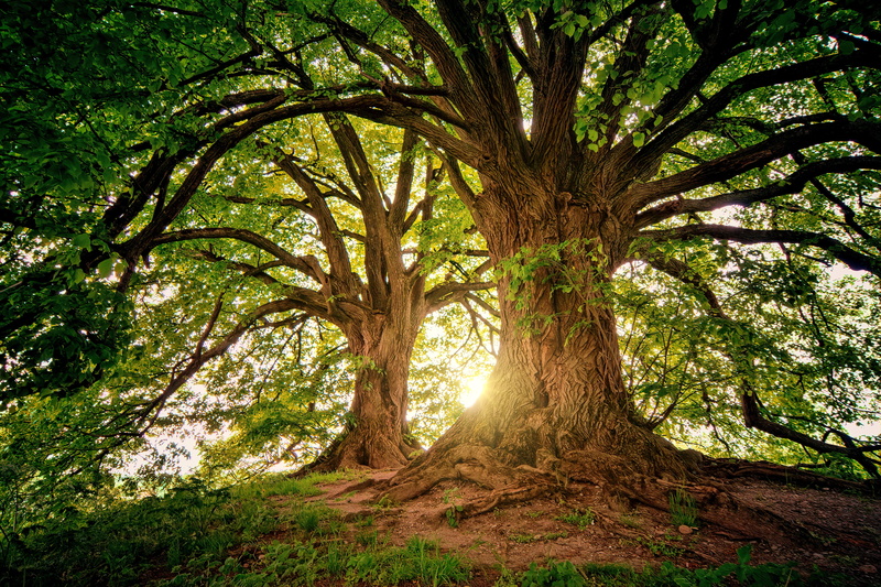 green color, tree, environment, sunbeam, green, rays, spring, woodland, day, outdoors, wood, landscape, summer, land, plant, sunlight, low angle view, branch