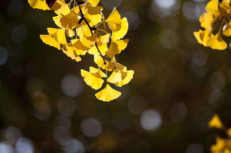 autumn leaves, autumn, change, freshness, day, outdoors, tree, vulnerability, flower head, close-up, flowering plant, republic of korea, light, springtime