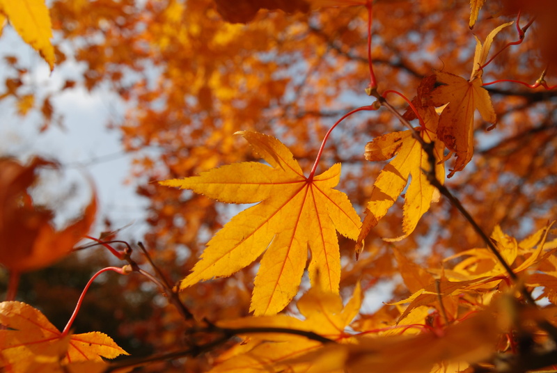 natural condition, maple tree, change, leaves, autumn leaves, leaf, tree, maple, fall, korea, plant, the leaves, 4K, orange color, plant part, focus on foreground