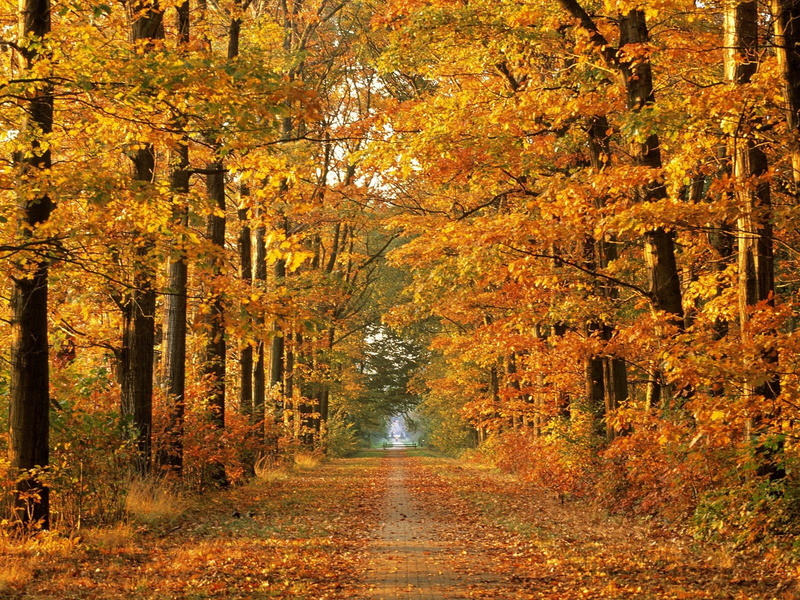 growth, lush Foliage, leaf, the way forward, day, yellow, sunlight, rural Scene, no People, outdoors, branch, tree, beauty In Nature, multi Colored, forest