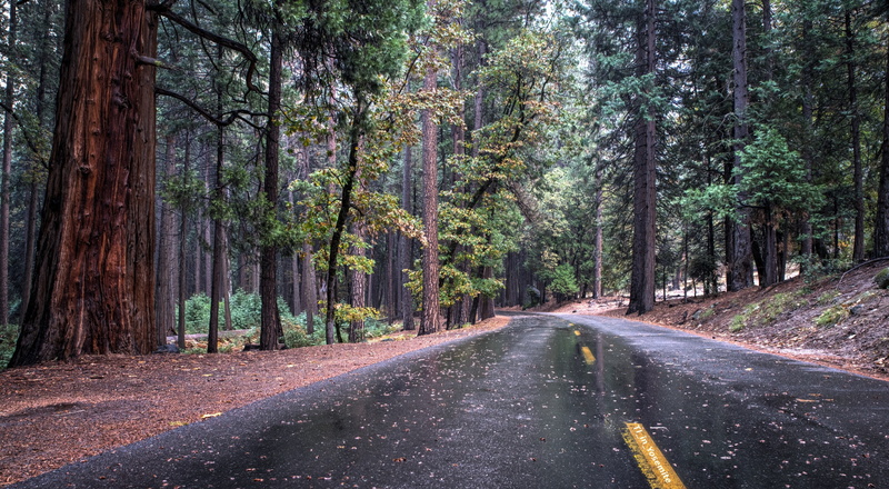 pine trees, road, sequoias, trees, forest, 5K, nature