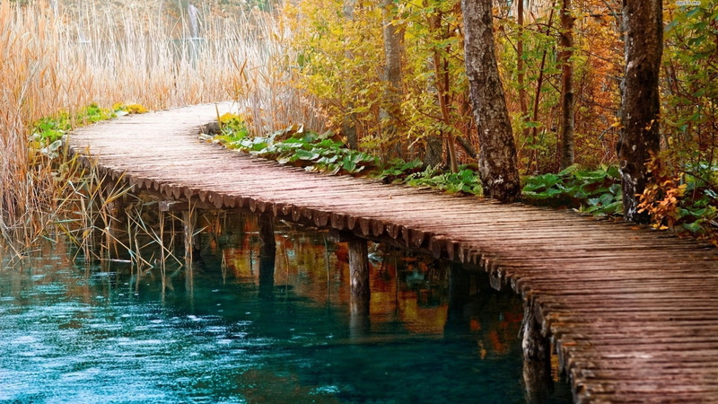 tree, path, land, growth, plant, 1080P, bridge, tree trunk, tranquil scene, forest, tranquility, scenics - nature, surface level, day, water, nature, river