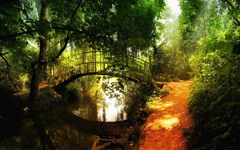 plants, day, direction, non-urban scene, tranquil scene, tree, land, nature, 1080P, growth, foliage, green color, plant, path, tranquility, river, bridge