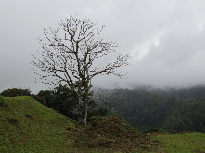 4K, achievement, bare tree, environment, wind, isolated, nature, accessibility, beauty in nature, mountain, day, outdoors, tranquil scene, mountaineering