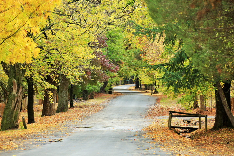 tranquil scene, beauty In Nature, woodland, park - Man Made Space, footpath, country, autumn, green Color, park bench, landscape, environment, season, yellow
