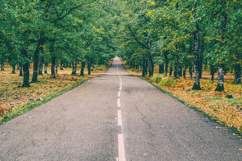 recreation, color, marking, foloi, park, day, concrete, no people, tranquility, way, foliage, wood, trees, forest, diminishing perspective, outdoors, centaurus