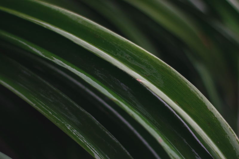 art, simple, wet, full frame, geometry, growth, new, close-up, plant part, lines, palm leaf, day, tree, featured, pattern, leaves, focus on foreground