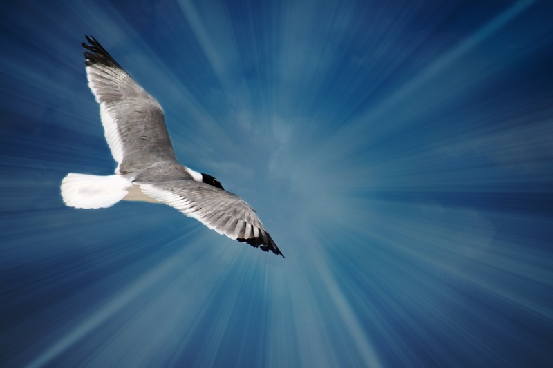 sky, sea, no people, flying, animal body part, water, 1080P, seagull, wildlife, animal themes, outdoors, low angle view, gray, bird, summer, white, spread wings