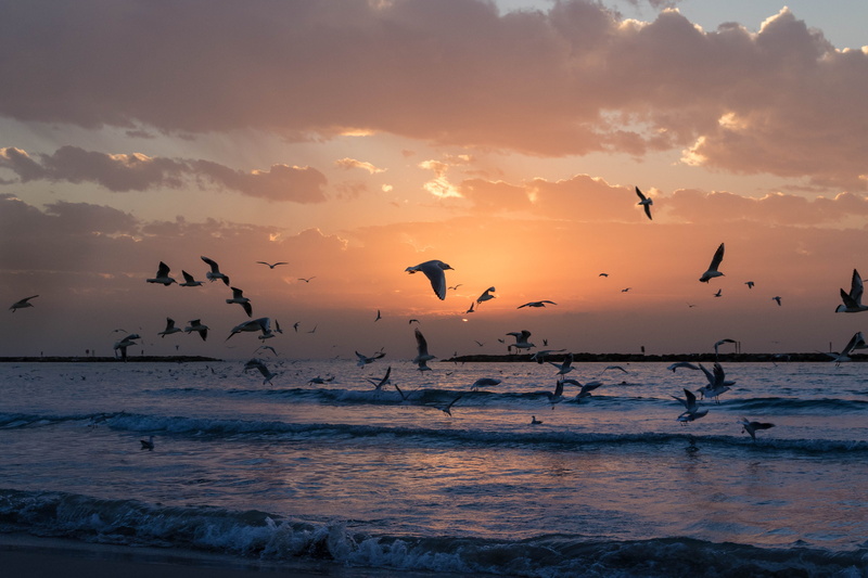 outdoors, dawn, cloud - sky, beauty in nature, water, scenics - nature, Israel, sea, no people, vertebrate, silhouette, sunset, island, clouds, seascape
