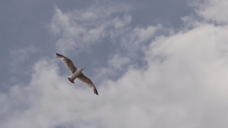 animals in the wild, animal themes, cloud - sky, sky, flying, sea, animal body part, mid-air, wings, gull, vertebrate, sea Bird, freedom, flight, seagull