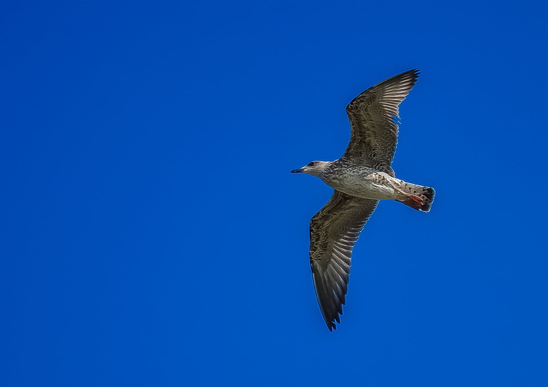wildlife, bird of prey, spread wings, copy space, animals in the wild, mid-air, dom, sea, no people, 1080P, animal Wing, gray, vertebrate, wild, wind