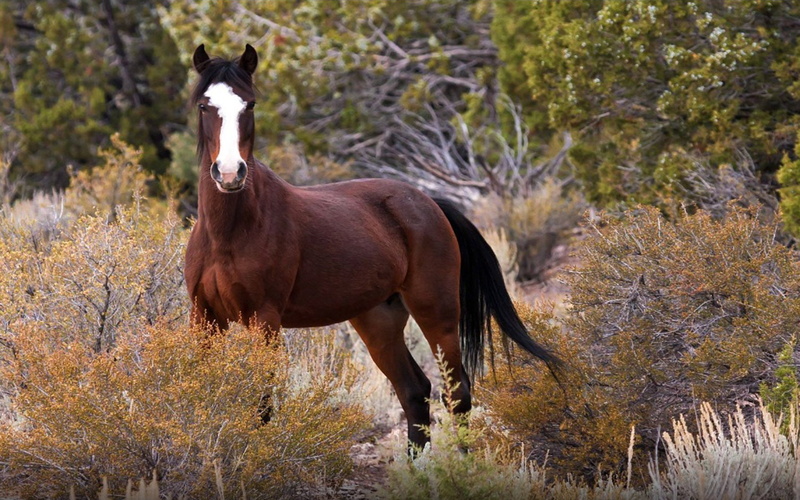horses, mustangs, hd, america, brought, nature, horse, originated, spanish, 1080P, wild, mustang, desktop