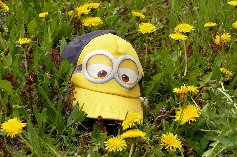 cool, day, growth, creativity, 2K, lying between dandelion, minion, beauty in nature, animal representation, representation, goggles theme, freshness