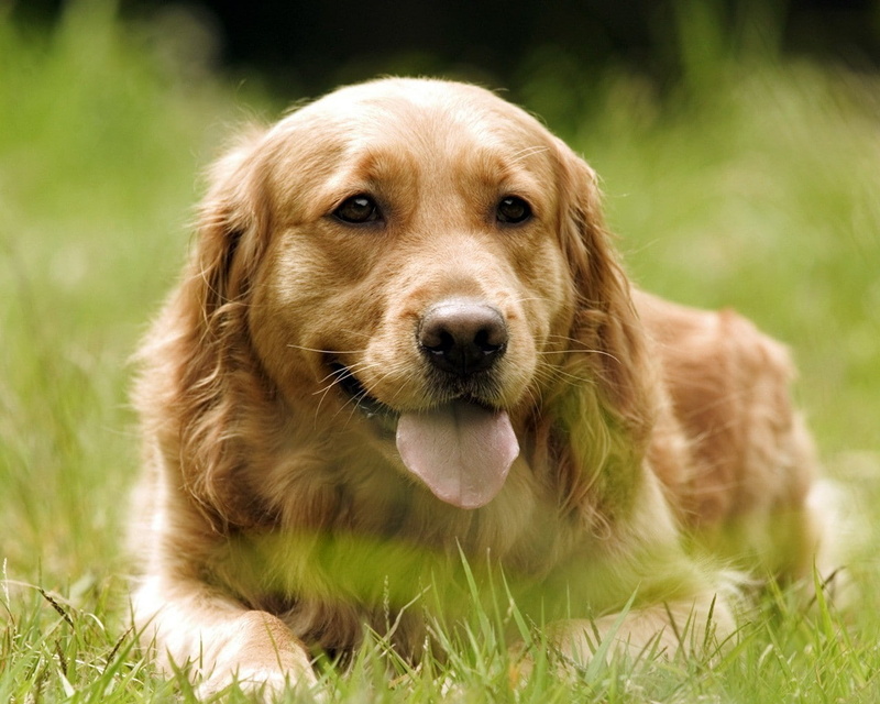 animals, looking at camera, 720P, brown, mammal, panting, mouth open, domestic, one animal, golden retriever, domestic animals, retriever, golden retrievers