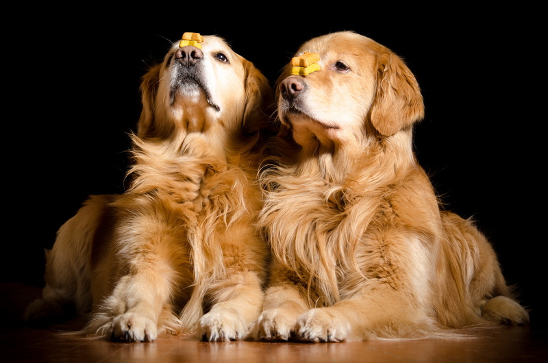 Golden Retriever, 1080P, Dogs