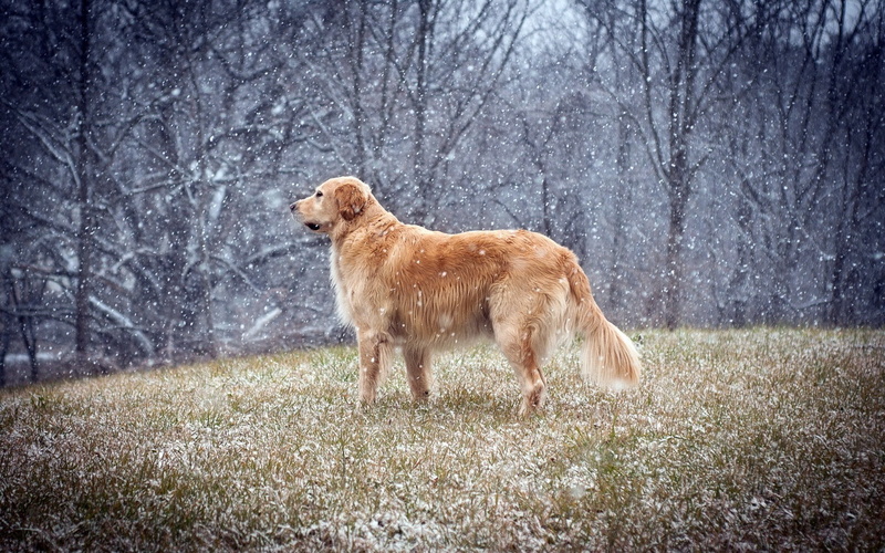 canine, outdoors, plant, golden retriever, animals, field, profile view, vertebrate, domestic animals, 1080P, nature, dog, animal, mammal, grass, pets