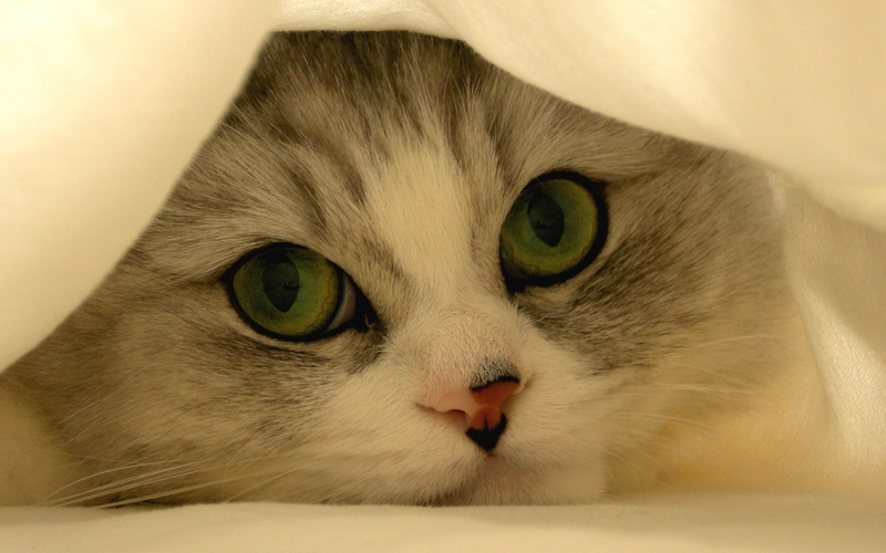 face, hidden, cute, tom, cloth, 2K