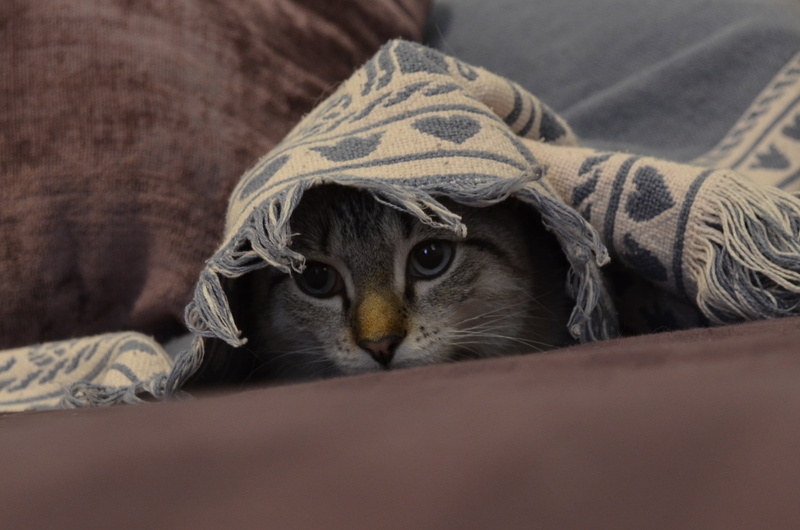 animal themes, domestic cat, mammal, domestic animals, beautiful, animal head, vertebrate, one animal, textile, no people, feline, kitty, cat, bed, wrapped in a blanket
