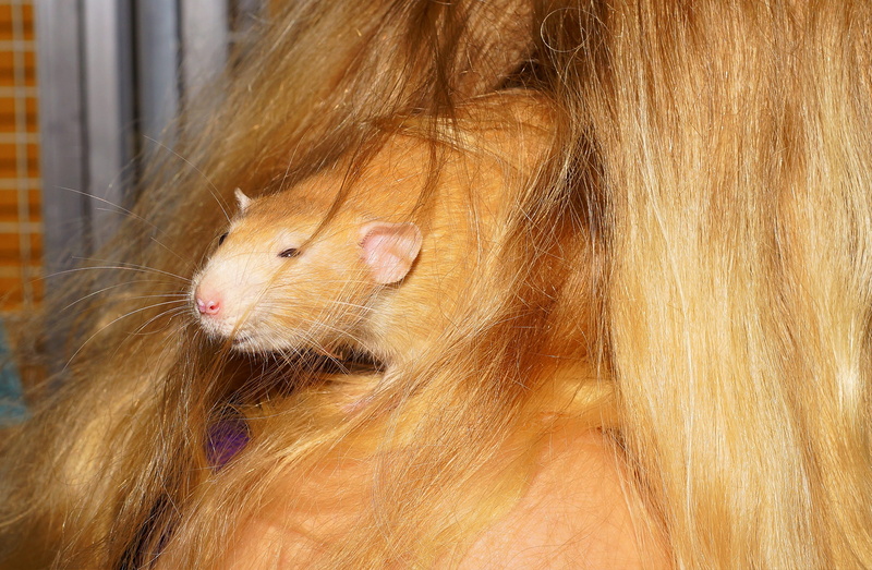 color rat, vertebrate, domestic animals, Rodent, profile view, mammal, charming, hair, looking, long hair, furry, animal themes, curious, attention, domestic