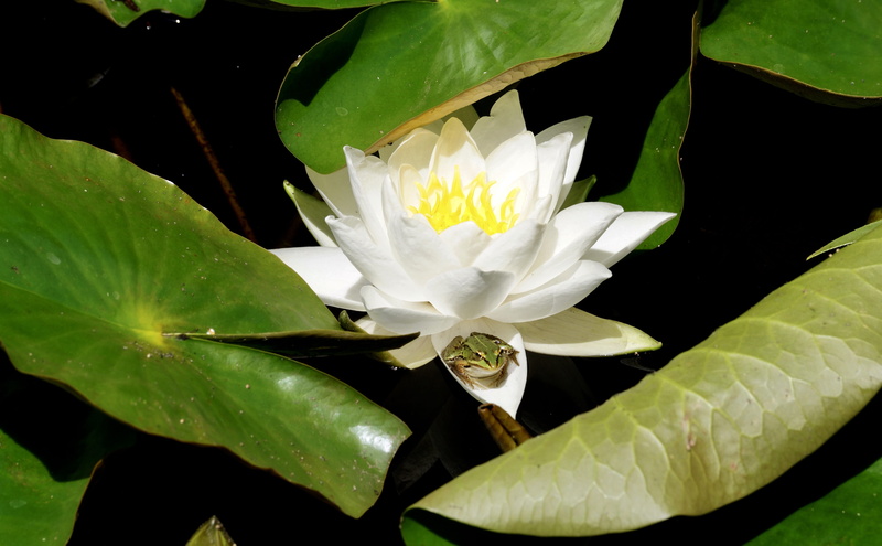 vulnerability, creature, Blossom, pollen, inflorescence, frogs, lily pad, green, lily, beauty in nature, green frog, lotus water lily, white, flowers, close-up