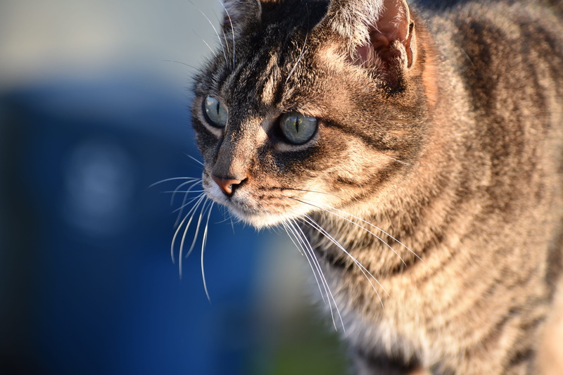 profile view, animal, domestic, 5K, close-up, whisker, feline, blue, grey, no people, vertebrate, looking away, tabby, one animal, mammal, domestic animals