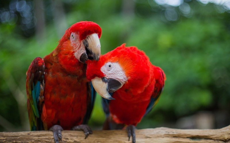 video, 720P, px, art, BIRDS, games, 1680x1050 px, halo, PARROT, anime, x, hd