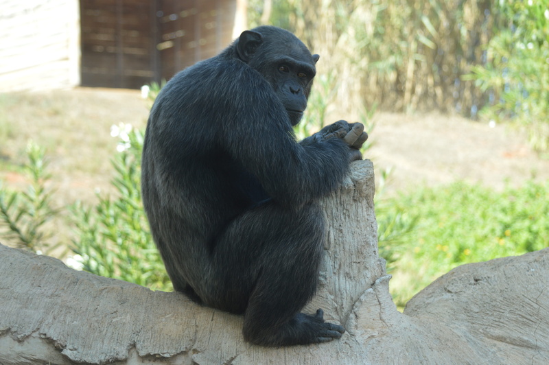 day, one animal, mammal, monkey, relaxation, black color, no people, vertebrate, outdoors, chimpanzee, focus on foreground, nature, mammals, primate, zoo
