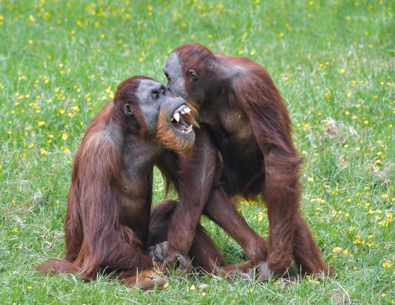 4K, mammal, primate, no people, outdoors, young animal, animals in the wild, animal family, two, orangutan, care, pongo, monkey, roux, grass, togetherness