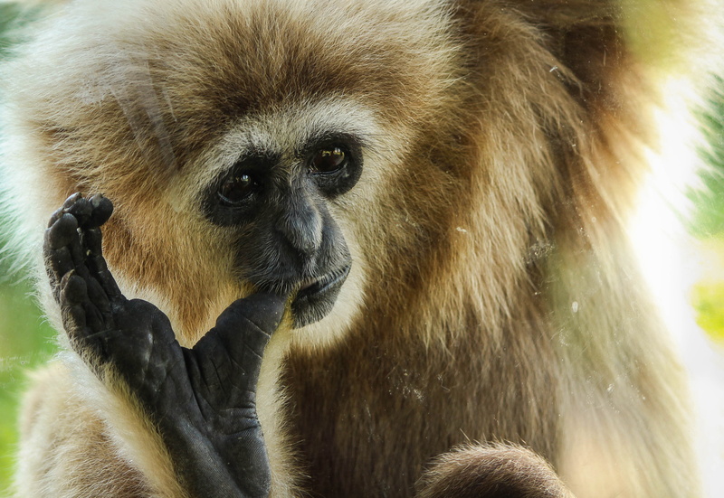animal family, Mammal, Primate, focus on foreground, animal themes, tropical Rainforest, no people, zoo, Gibbon, endangered Species, 4K, looking away